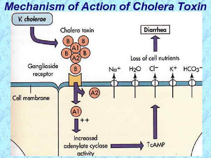 Mechanism of Action of Cholera Toxin 