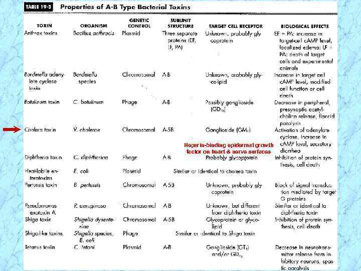 Heparin-binding epidermal growth factor on heart & nerve surfaces 