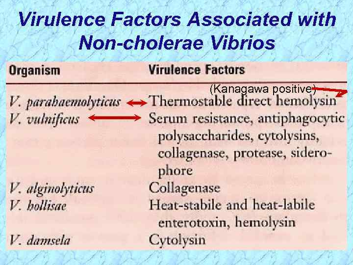 Virulence Factors Associated with Non-cholerae Vibrios (Kanagawa positive) 