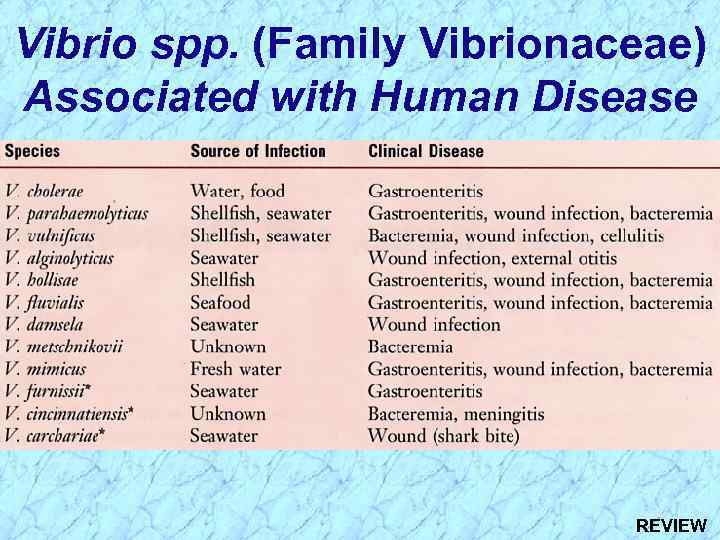 Vibrio spp. (Family Vibrionaceae) Associated with Human Disease REVIEW 