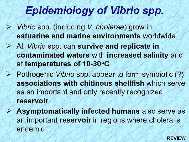 Epidemiology of Vibrio spp. Ø Vibrio spp. (including V. cholerae) grow in estuarine and