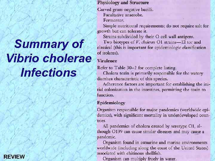 Summary of Vibrio cholerae Infections REVIEW 