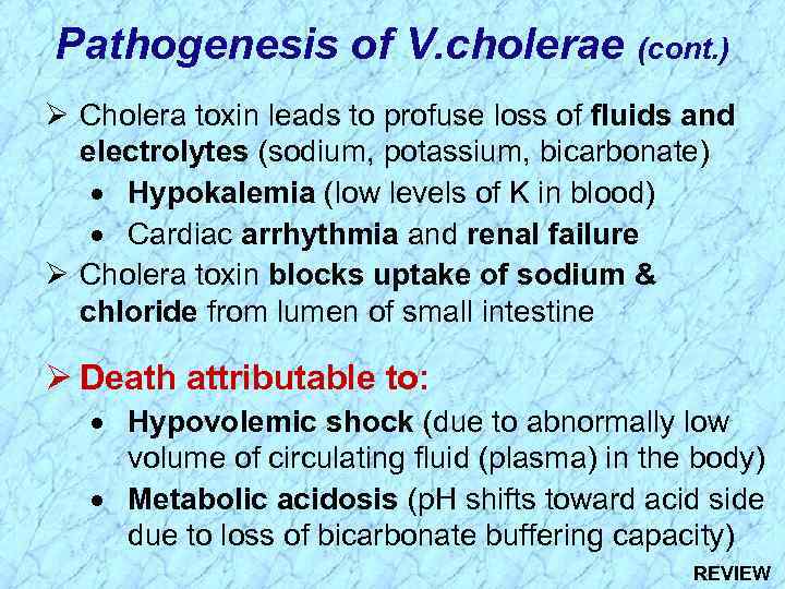 Pathogenesis of V. cholerae (cont. ) Ø Cholera toxin leads to profuse loss of