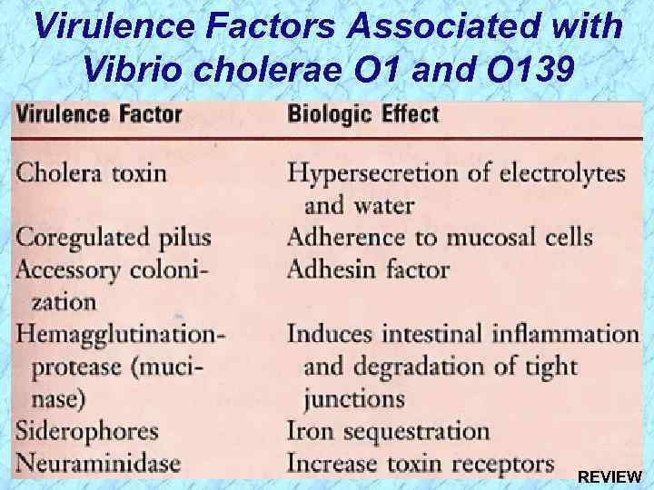 Virulence Factors Associated with Vibrio cholerae O 1 and O 139 REVIEW 