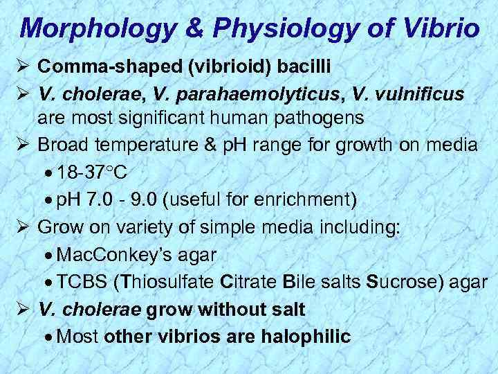 Morphology & Physiology of Vibrio Ø Comma-shaped (vibrioid) bacilli Ø V. cholerae, V. parahaemolyticus,