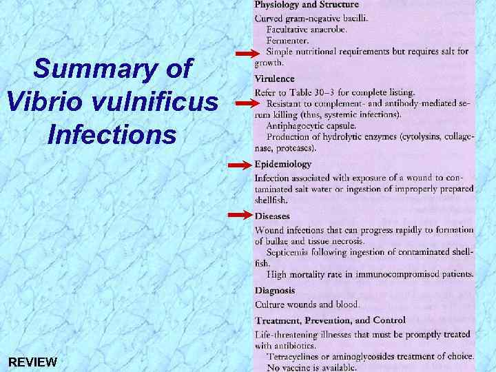 Summary of Vibrio vulnificus Infections REVIEW 