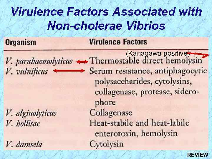 Virulence Factors Associated with Non-cholerae Vibrios (Kanagawa positive) REVIEW 