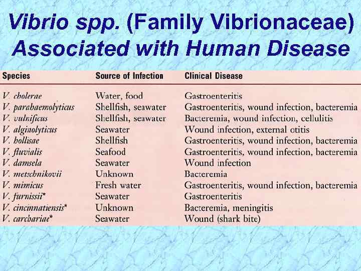 Vibrio spp. (Family Vibrionaceae) Associated with Human Disease 