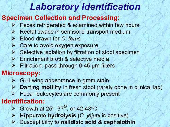 Laboratory Identification Specimen Collection and Processing: Ø Ø Ø Ø Feces refrigerated & examined