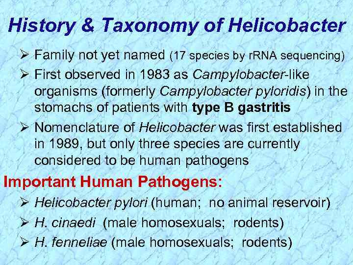 History & Taxonomy of Helicobacter Ø Family not yet named (17 species by r.