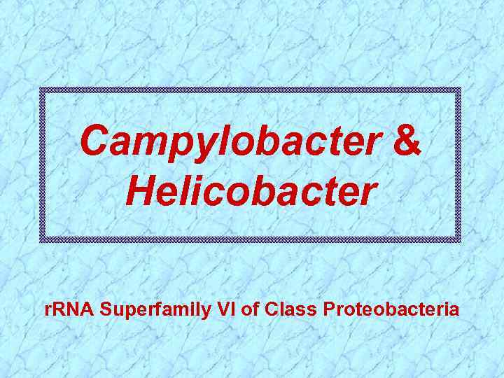 Campylobacter & Helicobacter r. RNA Superfamily VI of Class Proteobacteria 