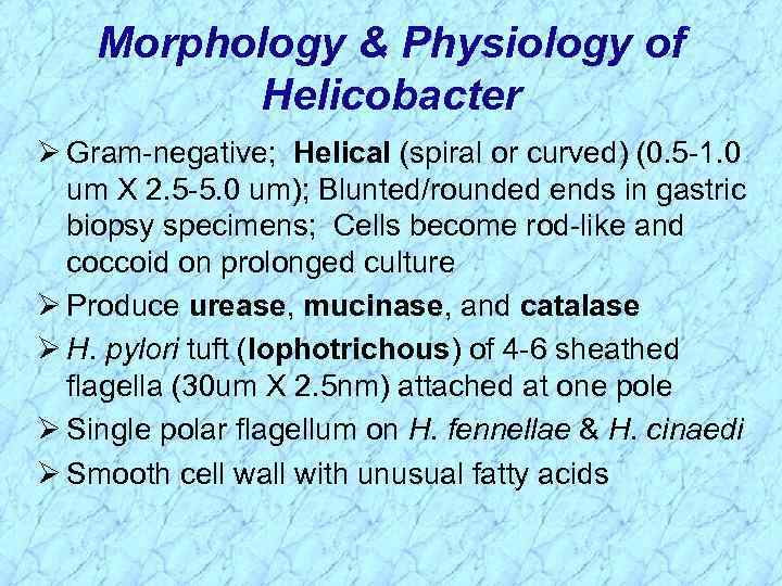 Morphology & Physiology of Helicobacter Ø Gram-negative; Helical (spiral or curved) (0. 5 -1.