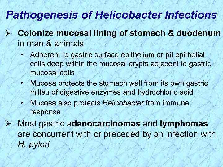 Pathogenesis of Helicobacter Infections Ø Colonize mucosal lining of stomach & duodenum in man