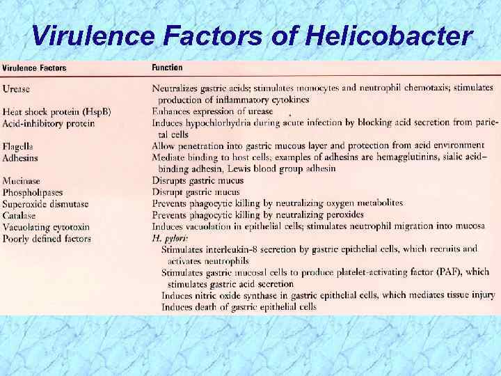 Virulence Factors of Helicobacter 