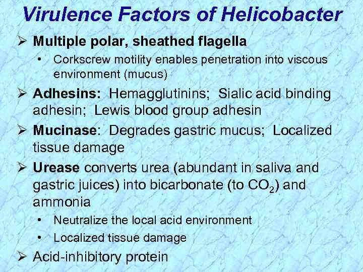 Virulence Factors of Helicobacter Ø Multiple polar, sheathed flagella • Corkscrew motility enables penetration