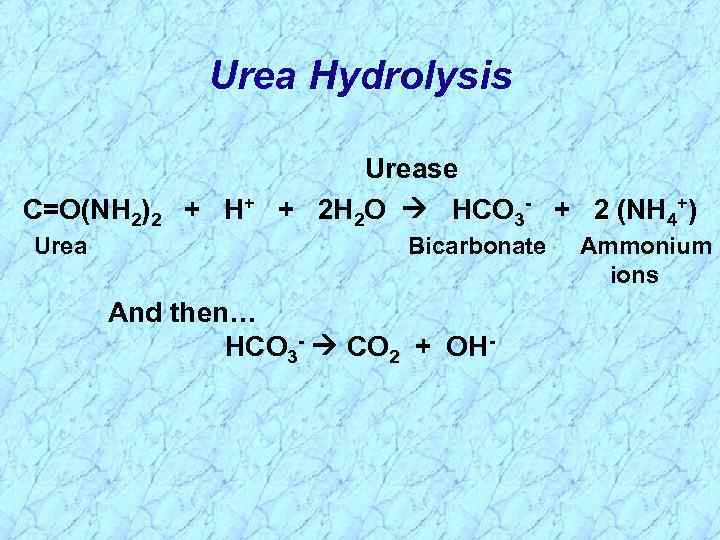 Urea Hydrolysis C=O(NH 2)2 + H+ Urease + 2 H 2 O HCO 3