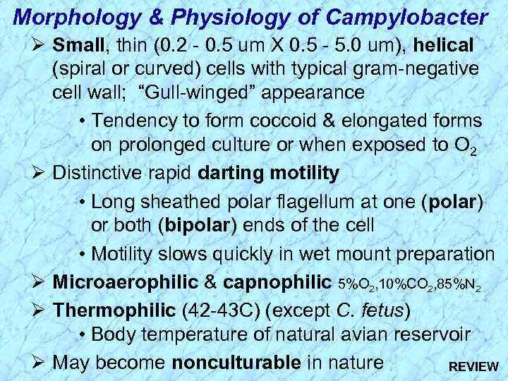 Morphology & Physiology of Campylobacter Ø Small, thin (0. 2 - 0. 5 um