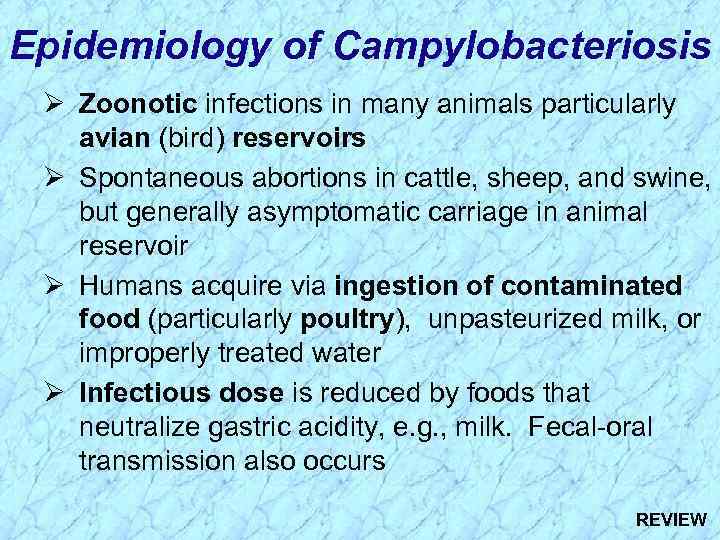 Epidemiology of Campylobacteriosis Ø Zoonotic infections in many animals particularly avian (bird) reservoirs Ø