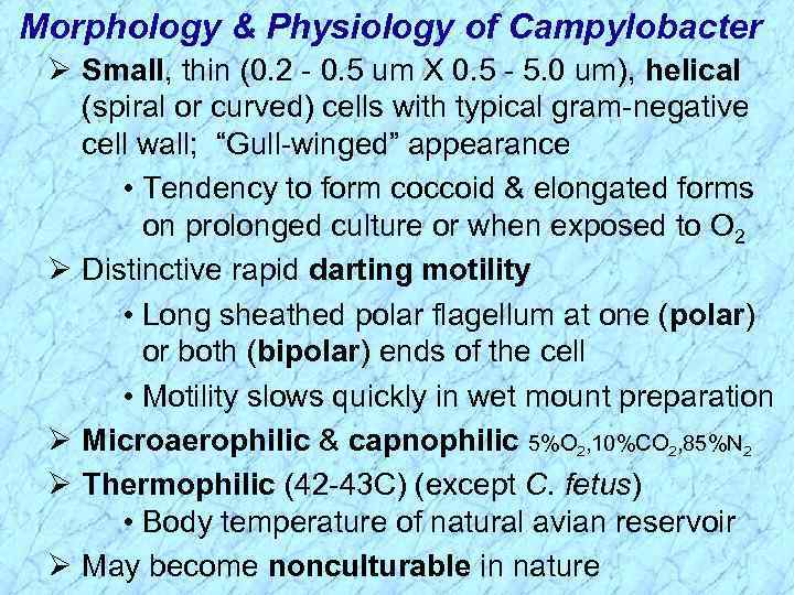 Morphology & Physiology of Campylobacter Ø Small, thin (0. 2 - 0. 5 um
