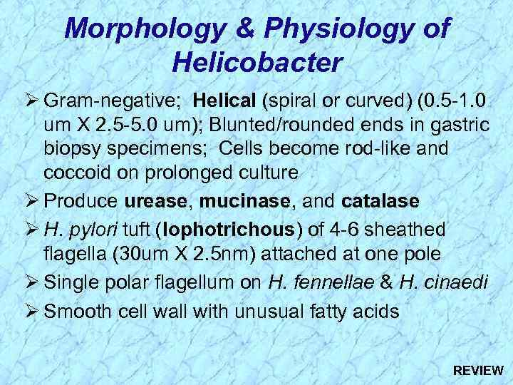 Morphology & Physiology of Helicobacter Ø Gram-negative; Helical (spiral or curved) (0. 5 -1.