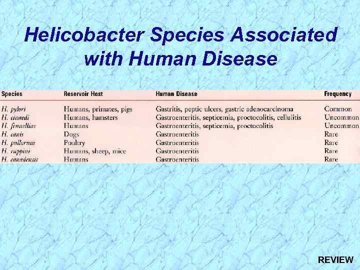 Helicobacter Species Associated with Human Disease REVIEW 
