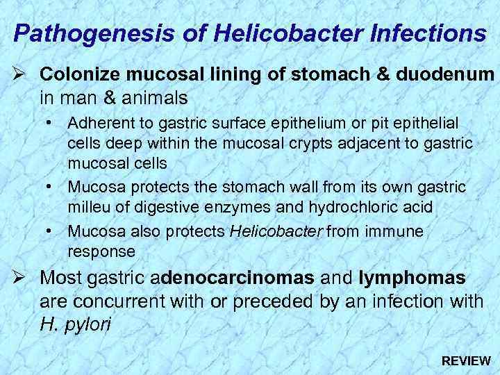 Pathogenesis of Helicobacter Infections Ø Colonize mucosal lining of stomach & duodenum in man