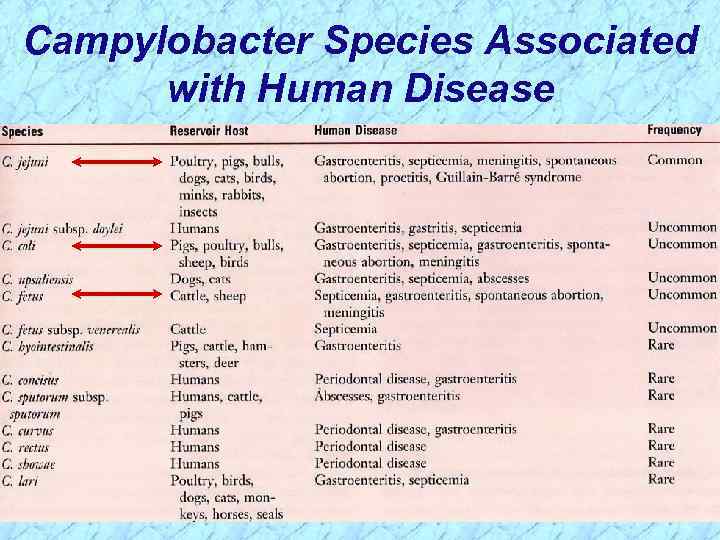 Campylobacter Species Associated with Human Disease 