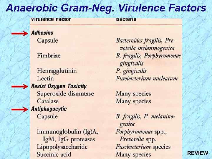 Anaerobic Gram-Neg. Virulence Factors REVIEW 