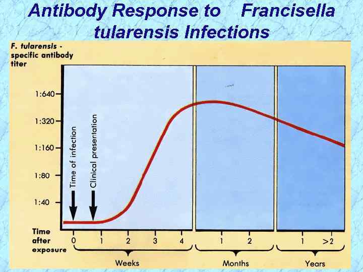 Antibody Response to Francisella tularensis Infections 