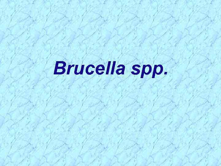 Brucella spp. 