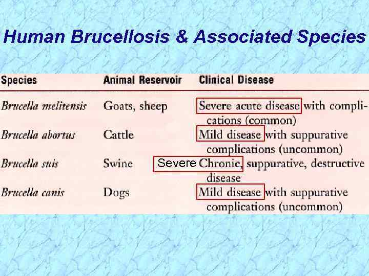 Human Brucellosis & Associated Species Severe 