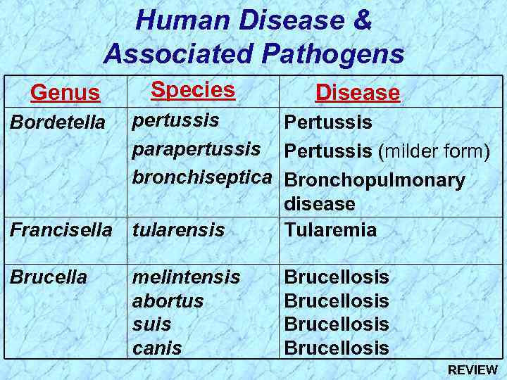 Human Disease & Associated Pathogens Genus Species Disease pertussis Pertussis parapertussis Pertussis (milder form)