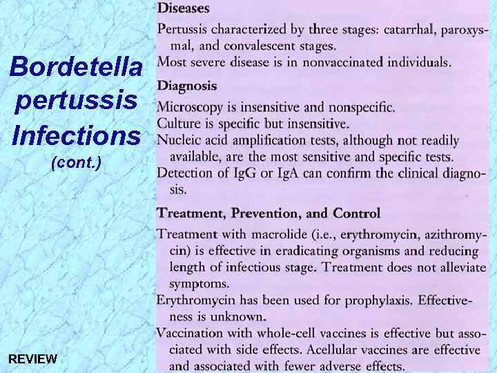 Bordetella pertussis Infections (cont. ) REVIEW 