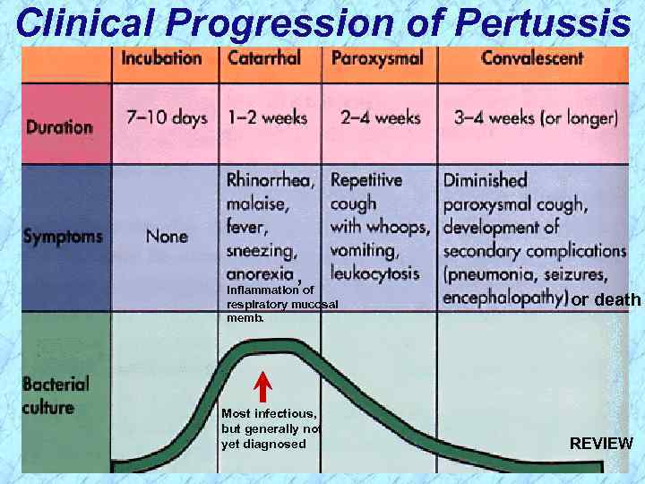 Clinical Progression of Pertussis , Inflammation of respiratory mucosal memb. Most infectious, but generally