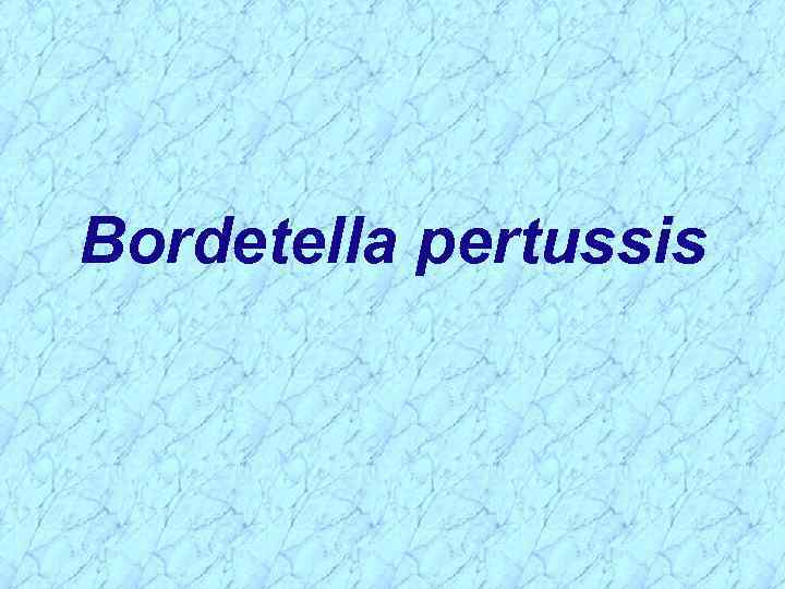 Bordetella pertussis 