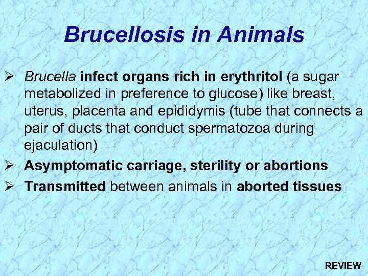 Brucellosis in Animals Ø Brucella infect organs rich in erythritol (a sugar metabolized in