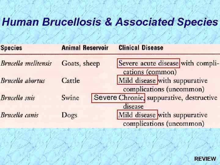 Human Brucellosis & Associated Species Severe REVIEW 