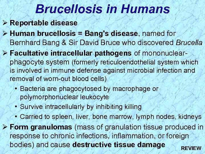 Brucellosis in Humans Ø Reportable disease Ø Human brucellosis = Bang's disease, named for