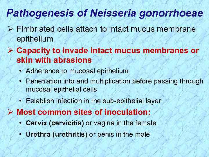 Pathogenesis of Neisseria gonorrhoeae Ø Fimbriated cells attach to intact mucus membrane epithelium Ø