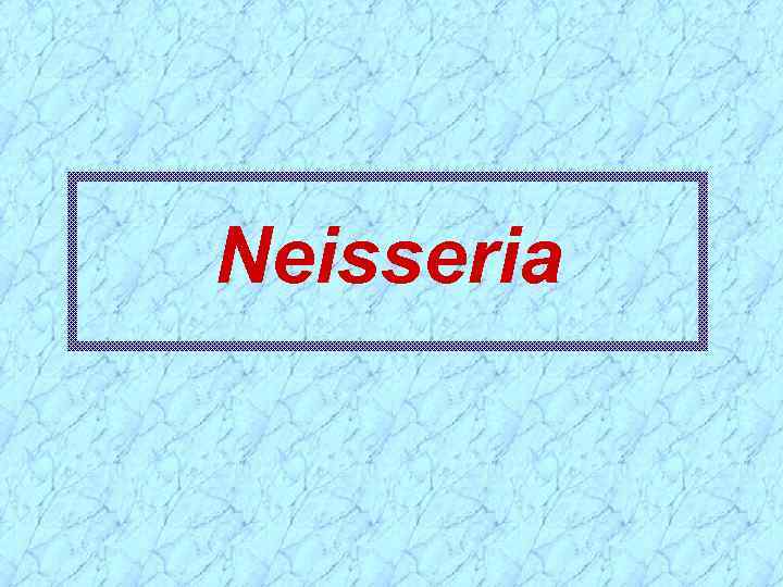 Neisseria 