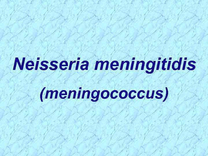 Neisseria meningitidis (meningococcus) 