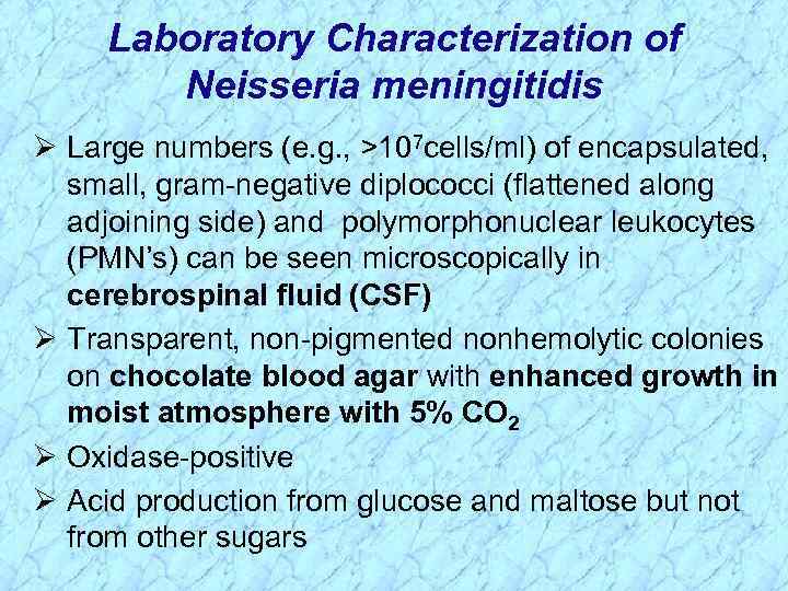 Laboratory Characterization of Neisseria meningitidis Ø Large numbers (e. g. , >107 cells/ml) of