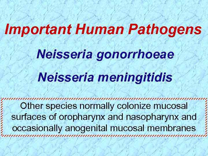 Important Human Pathogens Neisseria gonorrhoeae Neisseria meningitidis Other species normally colonize mucosal surfaces of