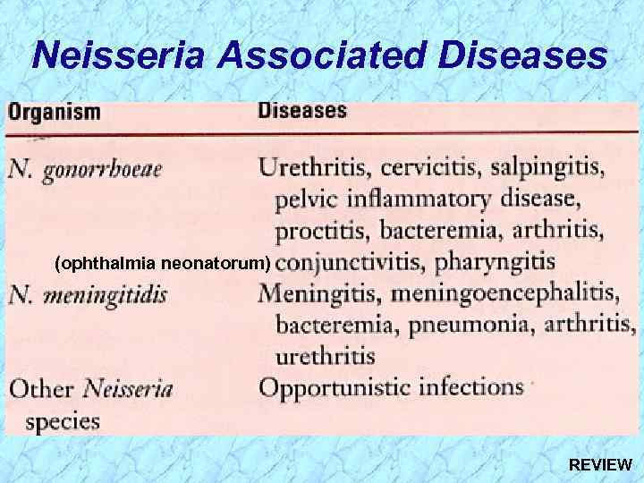 Neisseria Associated Diseases (ophthalmia neonatorum) REVIEW 