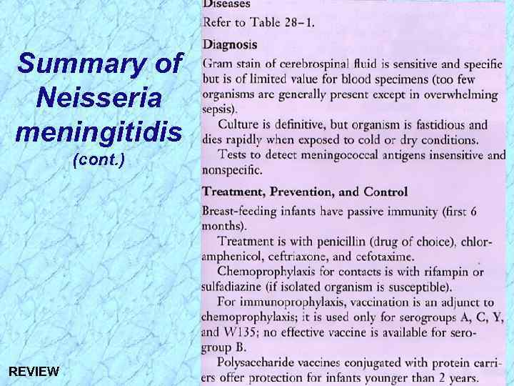 Summary of Neisseria meningitidis (cont. ) REVIEW 