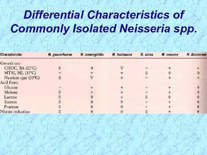Differential Characteristics of Commonly Isolated Neisseria spp. 