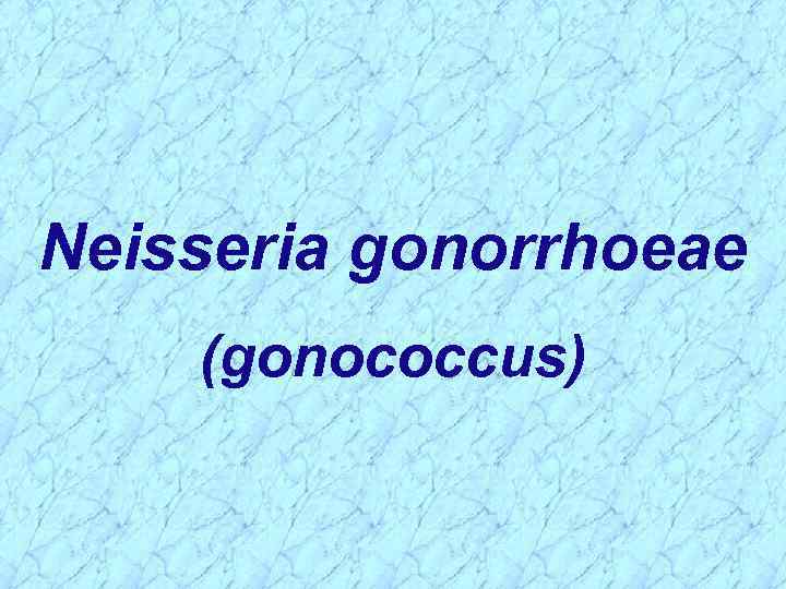 Neisseria gonorrhoeae (gonococcus) 