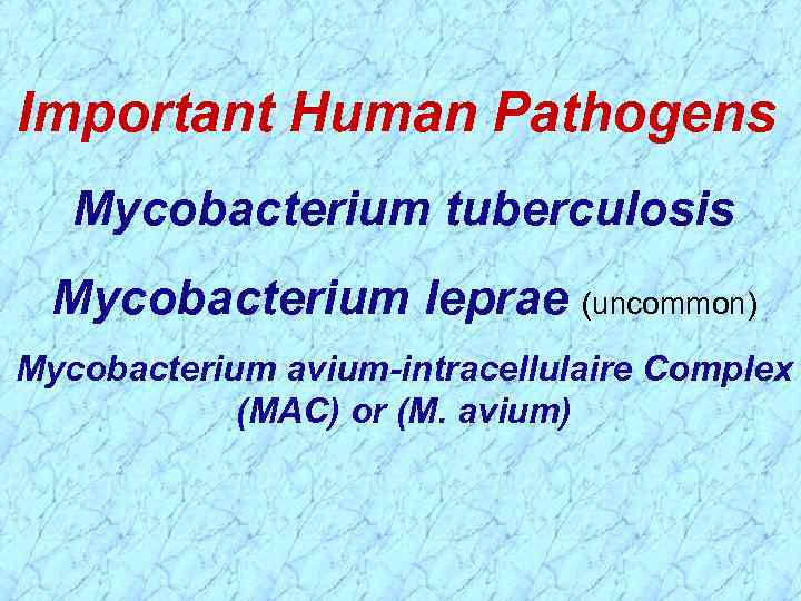 Important Human Pathogens Mycobacterium tuberculosis Mycobacterium leprae (uncommon) Mycobacterium avium-intracellulaire Complex (MAC) or (M.