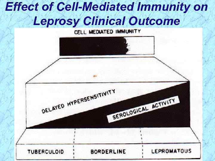 Effect of Cell-Mediated Immunity on Leprosy Clinical Outcome 