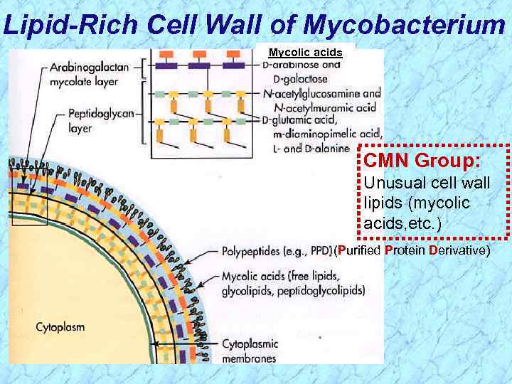 Lipid-Rich Cell Wall of Mycobacterium Mycolic acids CMN Group: Unusual cell wall lipids (mycolic